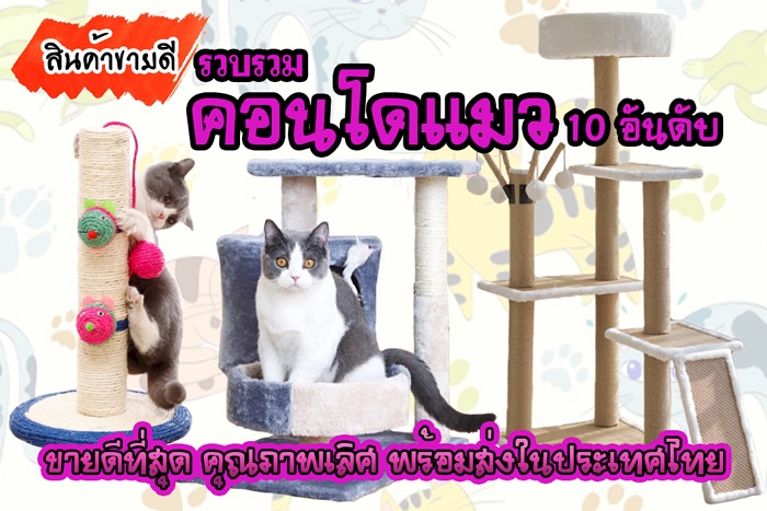 10 อันดับ ของเล่น,คอนโดแมว ที่ลับเล็บแมว ของเล่นแมว,บ้านแมว ที่สุด