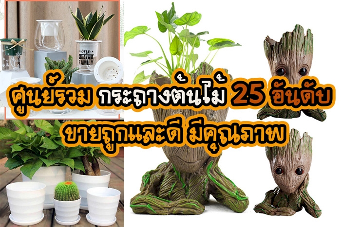 25 อันดับ กระถางต้นไม้ กระถางปลูกต้นไม้ ขายถูกและดี มีคุณภาพ